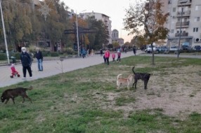 Psi lutalice na Prozivci