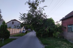 Drvo za uklanjanje u Ulici Sonje Marinković