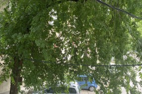 Drvo čije grane leže na kablovima i ulaze u terasu stanara - Ive Lole Ribara 4