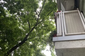 Drvo čije grane leže na kablovima i ulaze u terasu stanara - Ive Lole Ribara 4