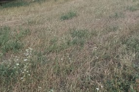Korov skoro do kolena na više mesta na Malom Radonovcu