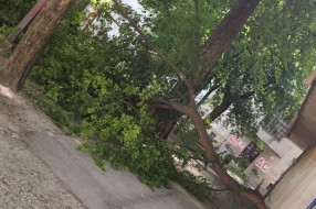 Odlomio se deo drveta pored dečjeg vrtića "Kolibri"