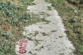 Zanemareni delovi Subotice zarasli u travu i ambroziju