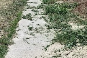Zanemareni delovi Subotice zarasli u travu i ambroziju