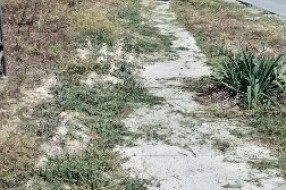 Zanemareni delovi Subotice zarasli u travu i ambroziju
