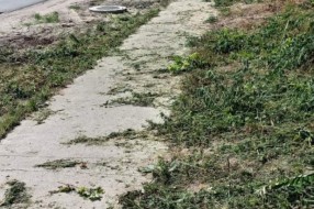 Zanemareni delovi Subotice zarasli u travu i ambroziju