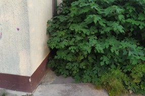 Održavanje javne površine na uglu ulica Ivana Antunovića i Nade Dimić
