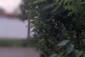 Raskrsnica Novoselske i Glamočke nepregledna zbog neuređenog zelenila