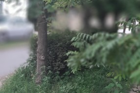 Raskrsnica Novoselske i Glamočke nepregledna zbog neuređenog zelenila