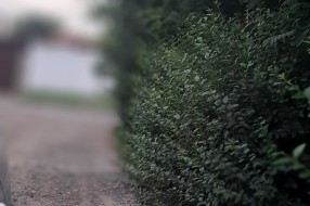 Raskrsnica Novoselske i Glamočke nepregledna zbog neuređenog zelenila