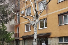 Suvo stablo breze u Kumičićevoj ulici