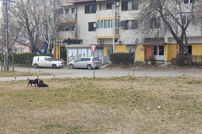 Opasnost od agresivnih pasa u Aleksandrovu