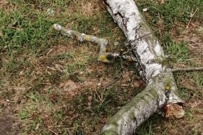 Tri stabla isušene breza u Bohinjskoj ulici na Paliću