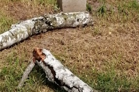 Tri stabla isušene breza u Bohinjskoj ulici na Paliću