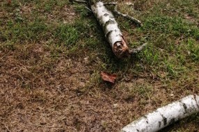 Tri stabla isušene breza u Bohinjskoj ulici na Paliću
