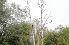 Tri stabla isušene breza u Bohinjskoj ulici na Paliću