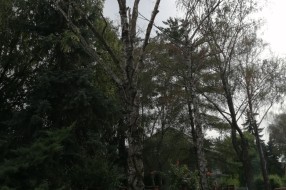 Tri stabla isušene breza u Bohinjskoj ulici na Paliću