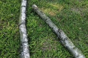 Tri stabla isušene breza u Bohinjskoj ulici na Paliću