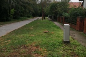 Tri stabla isušene breza u Bohinjskoj ulici na Paliću