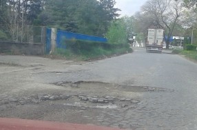 Izgled Tolminske