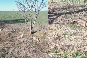 Na Đurđinskoj deponiji lešine lisica pored puta