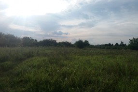 Košenje ambrozije u Kireškoj ulici