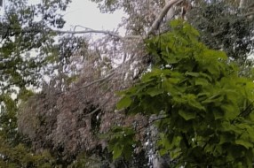 Opasna grana pored igrališta - Segedinski put