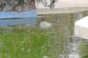 Zoološki vrt na Paliću - nimalo pohvalno
