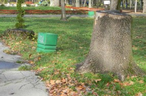 Proređivanje Dudove šume