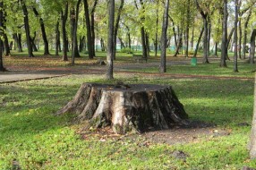 Proređivanje Dudove šume