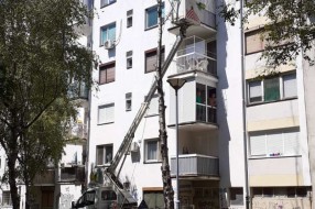 Suva breza u ulici Dušana Petrovića