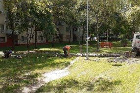 Suva breza u ulici Dušana Petrovića