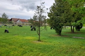 Škola u Malom Bajmoku postala mesto za ispašu