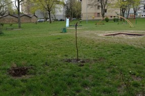 Krađa mladih sadnica ispred zgrade u Pesničkoj 18