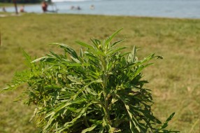 Ambrozija na Peščanoj plaži na Paliću