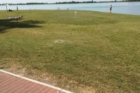 Ambrozija na Peščanoj plaži na Paliću