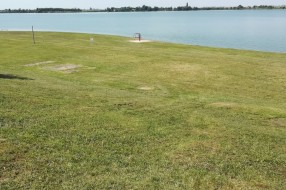 Ambrozija na Peščanoj plaži na Paliću