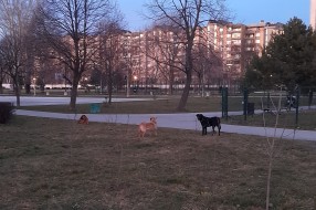 Opet gomila pasa na Prozivci