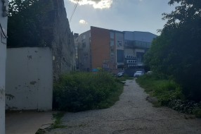 Ambrozija u centru grada koju godinama niko ne kosi