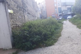 Ambrozija u centru grada koju godinama niko ne kosi