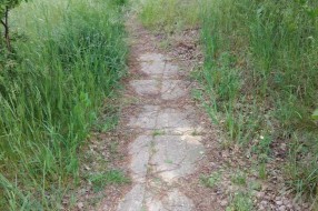 Zarasla javna površina na Čantavirskom putu