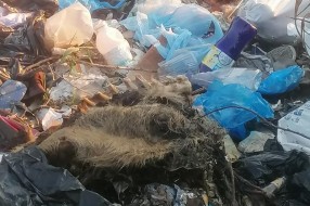 Divlja deponija u Kosovskoj ulici sve veća