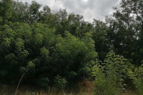 Šuma i nisko rastinje oko kuća