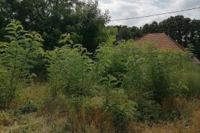Šuma i nisko rastinje oko kuća