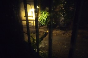Oborena velika grana sa stabla usled nevremena