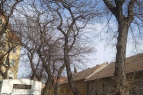 Seča grana na uglu ulica Bore Stankovića i Plitvičke