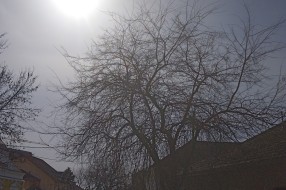 Seča grana na uglu ulica Bore Stankovića i Plitvičke
