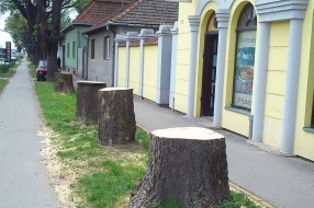Vandalna seča drveta za jednu noć?!