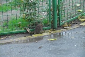 Glodar u svom prirodno - veštačkom staništu