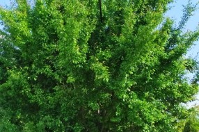 Električni vodovi upleteni u grane drveća u ulici Partizanskih baza